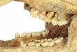 Fossil Cave Bear (Ursus Spelaeus) Skull - Romania #227515-8